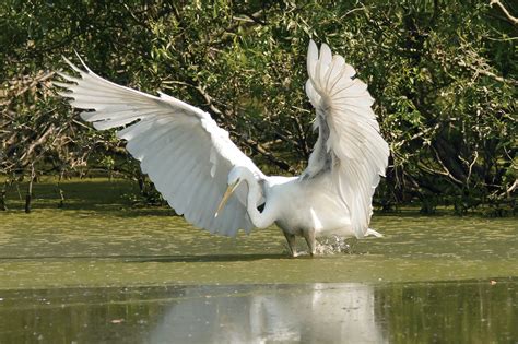 L'airone bianco maggiore è un uccello appartenente al philum dei cordati, al subphilun dei vertebrati, alla classe degli uccelli e all'ordine dei ciconiiformi. Airone bianco maggiore | JuzaPhoto