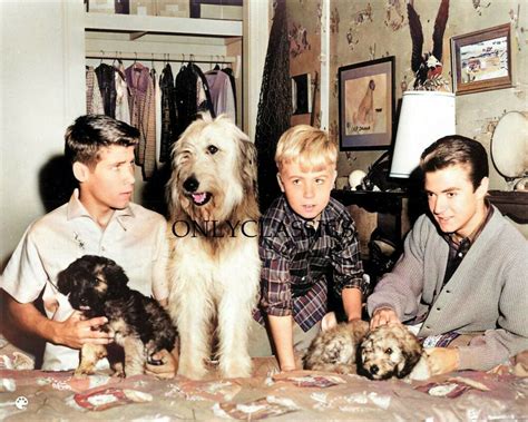 1961 My Three Sons Tv Show 8x10 Color Photo Shaggy Dog Puppies Robbie