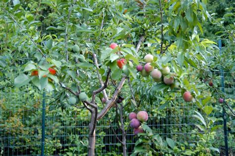 Incredible Tree Grows 40 Different Kinds Of Fruit Design Swan