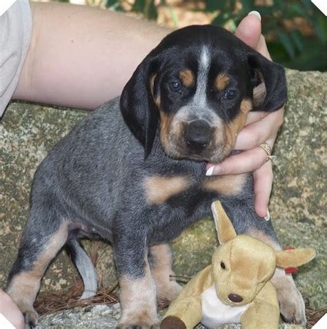 Basset hounds have a slightly curved tail finding the right basset hound puppy can be dog gone hard work. dogbreedcatalog: Bluetick Coonhound Dog