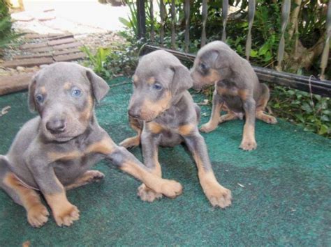 Both were bought at the pet store and are full breeds. AKC Blue Doberman Puppies for sale for Sale in Vonore ...