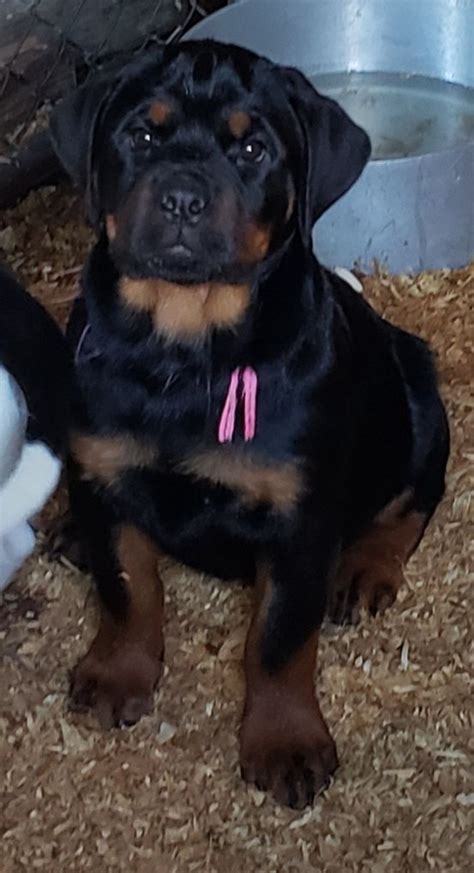 Vet checked, tails docked and dewclaws removed, have second series of shots a… AKC Rottweiler Puppies for Sale Sacramento CA | Vom ...