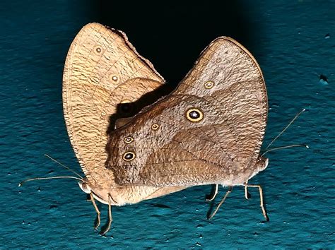 Mating Evening Brown Butterflies Melanitis Leda Nymphalida Flickr