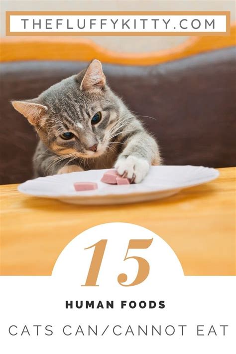 15 Human Foods Cats Cat And Cannot Eat Catfood Cats Infographic