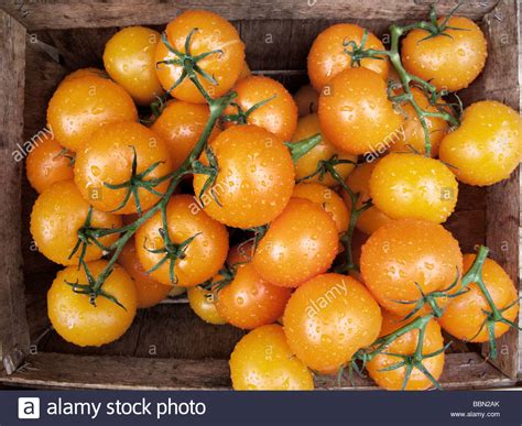 Orange Heirloom Tomatoes Borough Market London Stock Photo Alamy