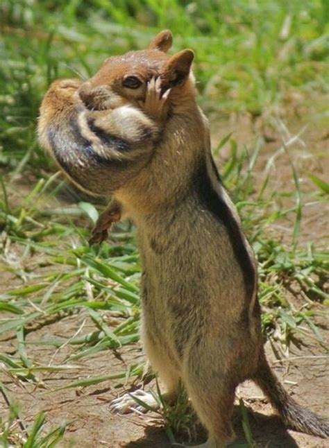 Une Mère Et Son Petit Cute Animals Cute Baby Animals Animals