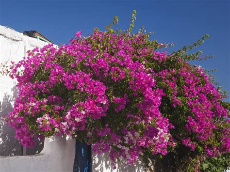 Prickly pear cacti turn out yellow, red, pink, and white blooms, while the stately saguaro, a symbol of the sonoran. Best Shrubs With Pink or Magenta Flowers