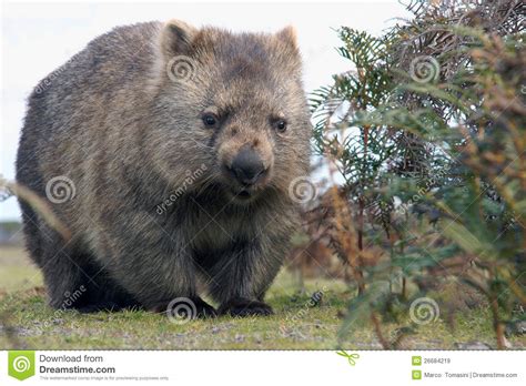 Imagehub Wombat Hd Images Free Download
