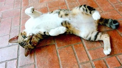 Cat Cute Stretching Funny Sleeping Pet Animal Photo On