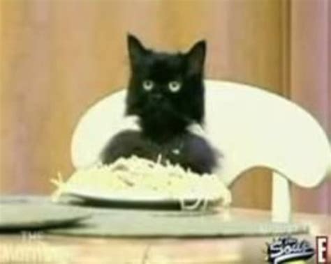 Spaghetti Cat Know Your Meme