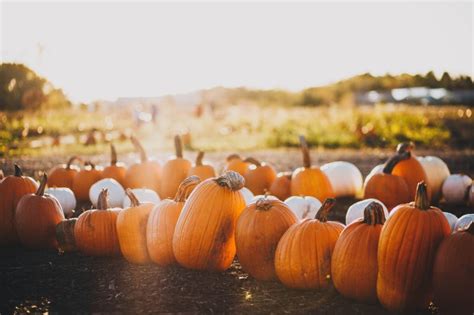 The way you are planting your garden can also have an impacton the health of your plants. How to Keep Pumpkins from Rotting | Aptive Environmental