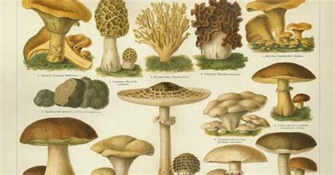 The Eatable Life Hail The Magic Mushroom