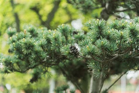 Gambar Daun Pinus Bonus