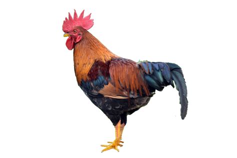 cock png photo 51 takepng download free png images