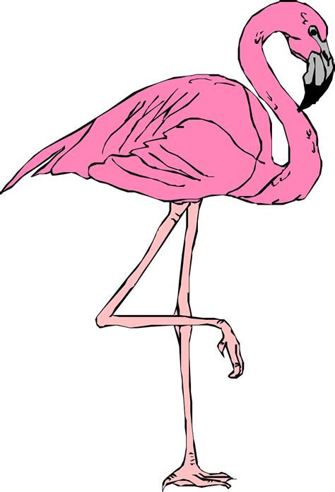 Flamingo Pink Bird Free Vector Graphic On Pixabay