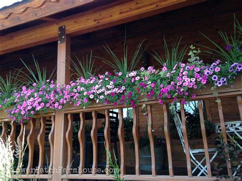 Shade Loving Plants In Containers Flower Patch Farmhouse