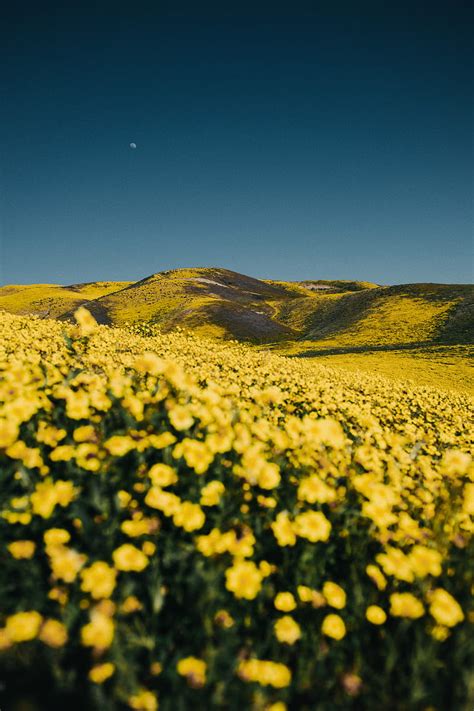 Landscape Mountain Flower Field Daisy Yellow Flower Hd