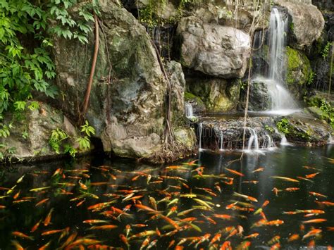 Koi Fish In Pond With A Waterfall Stock Photo Image Of Good