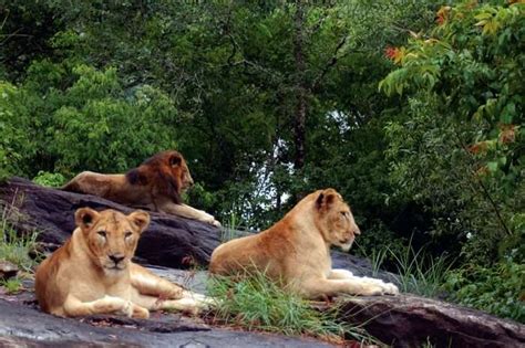 22 Best Wildlife Sanctuaries In Kerala To Visit In 2023
