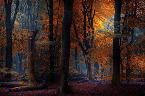 Fall Forest Red Fairy Tale Landscape Nature Path Leaves Trees