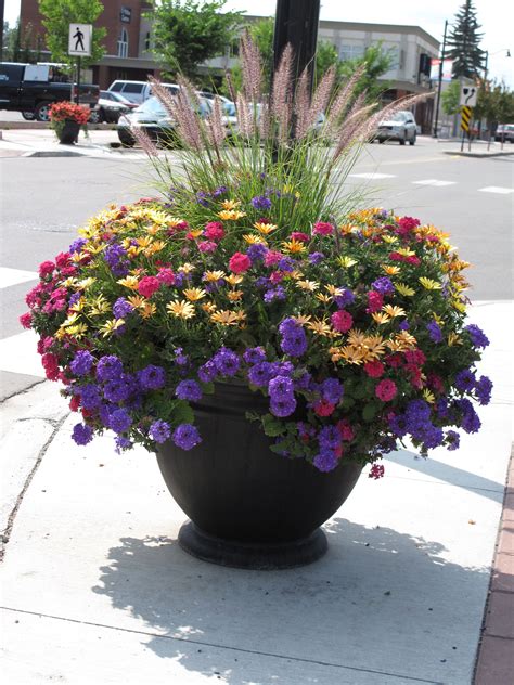 Annual Flowers Calgary G4rden Plant