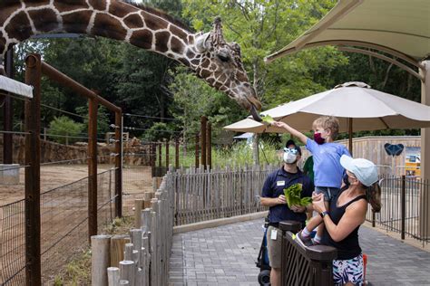 Giraffe Feeding Returns At Zoo Atlanta Zoo Atlanta