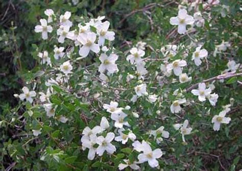 36 Best Colorado Native Shrubs Images On Pinterest Shrubs Shrub And