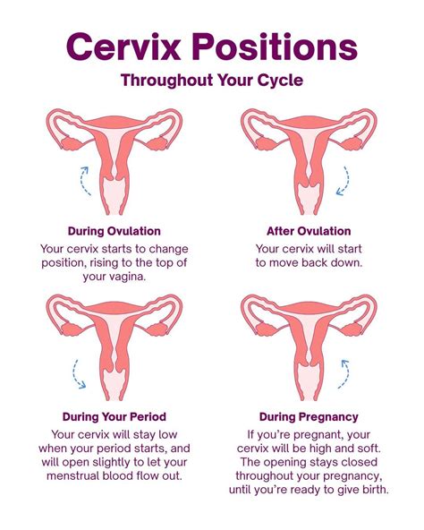 Cervix Positions Explained High Low Cervix Natural Cycles