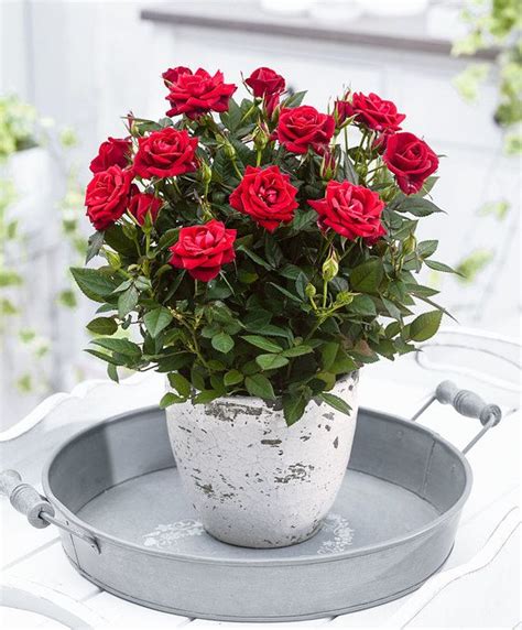 Rose Indoor Flower Pots Plants Rose Plant Care