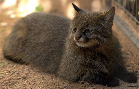 12 Of The Rarest Wild Cat Species You Are Probably Not