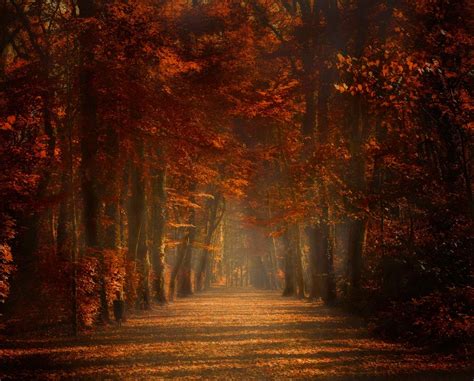 Nature Fall Trees Path Amber Leaves Mist Sunlight Spain