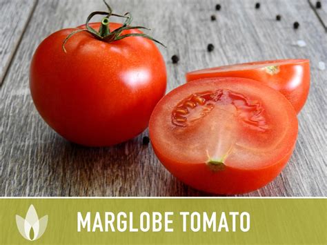 Marglobe Tomato Heirloom Seeds Etsy