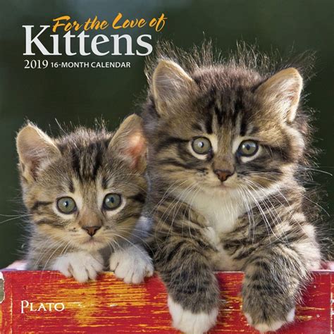 For The Love Of Kittens 2019 Mini Wall Calendar Plato Calendars