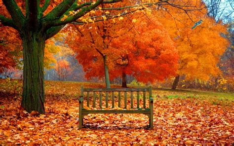 Bench In Autumn Park Image Abyss