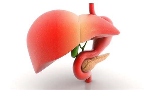 Hati Sebagai Organ Ekskresi Manusia - aSaL uSiL