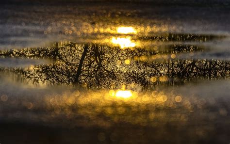 Hd Wallpaper Water Puddle Mirroring Reflection Tree Aesthetic