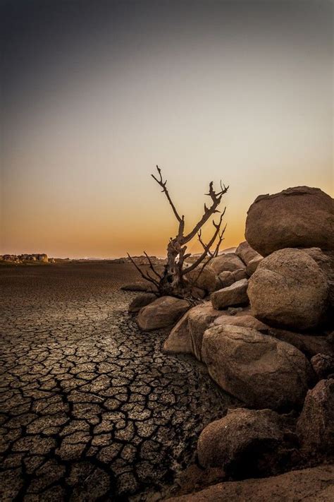 Drought Victim By Iamphoto Nature Photography Dslr Background