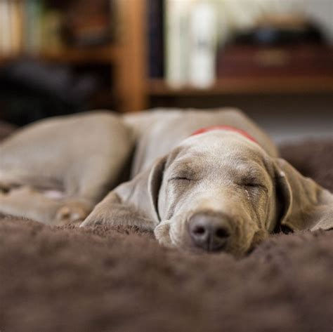 13 Pet Beds That Will Give Your Pets Sweet Dreams Top Dog Beds Pet