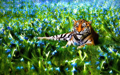 Nature Flowers Animals Tigers Wildlife Wallpapers Hd Desktop And