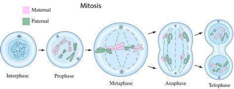 What Is Mitosis Stages Of Mitosis Steps Of Mitosis Biology Explorer