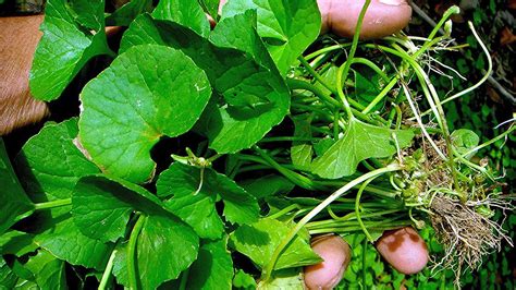 Pegagan Centella Asiatica Tanaman Herbal Yang Simpan Manfaat Untuk
