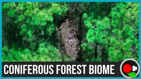 You don't want to end up living on the other side of the world! The Coniferous Forest Biome Explained - YouTube