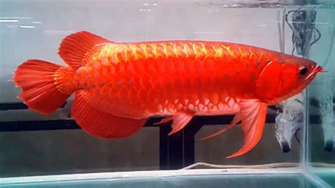They also have elongated bodies covered in large scales. Super Red Arowana fish and Many others for sale, Fish, for ...