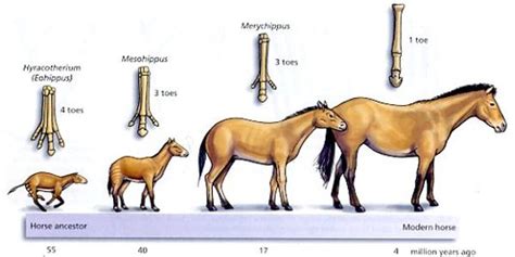 The Origin Of The Horse