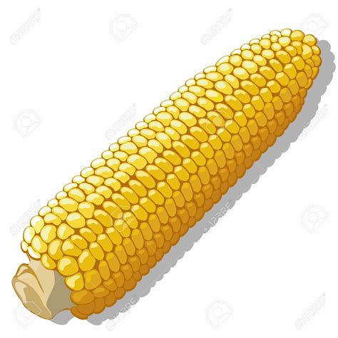 Corn Cob Clipart Clipground