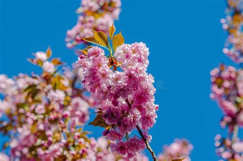 Cherry Blossoms In The City Pink Flowers On Branches Stock Image