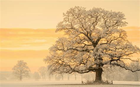 3840x2400 Tree In Snow Winter Sunset Uhd 4k 3840x2400 Resolution