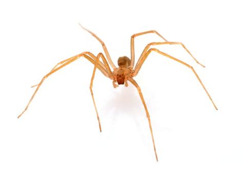 Brown Recluse Bite Stages Symptoms Diagnosis Treatmen