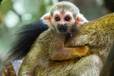 Cheeky Little Squirrel Monkeys Born At Marwell Zoo Mlg Gazettes