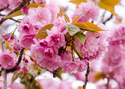 Japanese cherry blossom or sakura are cherry trees, prunus serrulata, and their blossoms. 10 Cherry Blossom Varieties in Japan - LIVE JAPAN